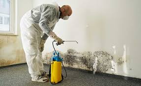 Best Attic Mold Removal  in USA